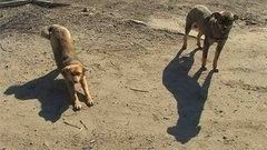 Как себя защитить. Осторожно! Бешенство! Доброе утро. Фрагмент выпуска от 30.03.2015