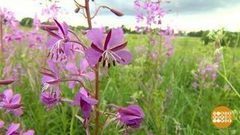 Время собирать травы. Доброе утро. Фрагмент выпуска от 04.08.2017