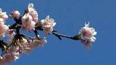 В мире. Праздник сакуры. Доброе утро. Фрагмент выпуска от 27.03.2015