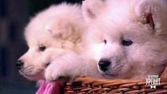 Ми-ми-ми. Вечерний Ургант. Фрагмент выпуска от 03.10.2017