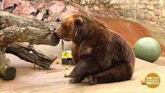 Зверушки готовятся к зиме. Доброе утро. Фрагмент выпуска от 12.10.2017