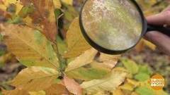 Прожорливые кружевницы. Доброе утро. Фрагмент выпуска от 14.11.2017