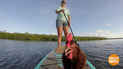 В мире. Кура-серфингистка. Доброе утро. Фрагмент выпуска от 27.11.2017