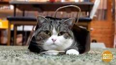 Самые-самые котики. И песики. Доброе утро. Фрагмент выпуска от 06.12.2017