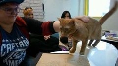 В мире. Кошачье кафе. Доброе утро. Фрагмент выпуска от 02.09.2015