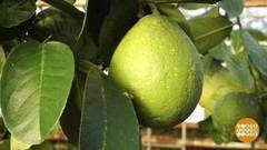 Челябинск — родина лимонов. Доброе утро. Фрагмент выпуска от 26.12.2017