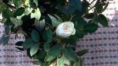 Розы от изжоги. Доброе утро. Фрагмент выпуска от 05.08.2015