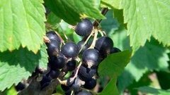 Смородина — собираем, готовим, лечимся. Доброе утро. Фрагмент выпуска от 05.08.2015