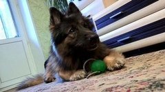 Собачий язык. Доброе утро. Фрагмент выпуска от 16.10.2015