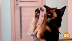 «Пес Барбос и лохматый кросс». Доброе утро. Фрагмент выпуска от 23.04.2018