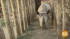 В мире. Перелет носорогов в Чад. Доброе утро. Фрагмент выпуска от 21.05.2018