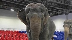 Цирк больших зверей. Доброе утро. Фрагмент выпуска от 28.10.2015