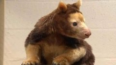 В мире. Старейший кенгуру. Доброе утро. Фрагмент выпуска от 28.10.2015