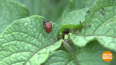 Главный картошкин враг. Доброе утро. Фрагмент выпуска от 27.07.2018