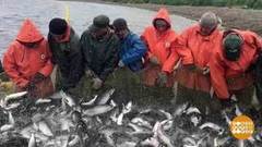 Рыба идет косяком. Доброе утро. Фрагмент выпуска от 15.08.2018