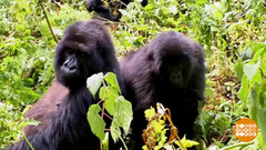 В мире. Черные гориллы. Доброе утро. Фрагмент выпуска от 08.10.2018