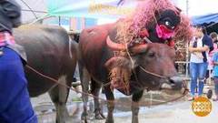 В мире. Буйволиные гонки. Доброе утро. Фрагмент выпуска от 06.11.2018