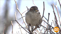 Зимний денек — воробьиный скок! Доброе утро. Фрагмент выпуска от 10.12.2018