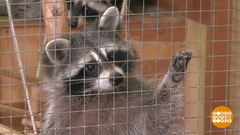 Мини-зоопарки. Хорошие и не очень. Доброе утро. Фрагмент выпуска от 06.02.2019