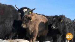 В мире. Горные яки. Доброе утро. Фрагмент выпуска от 08.02.2019