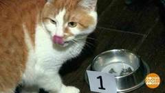 Выбираем сливки. Доброе утро. Фрагмент выпуска от 13.02.2019