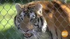 В мире. Страсти вокруг тигра. Доброе утро. Фрагмент выпуска от 28.02.2019