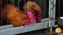 Биодобавки для птиц. Доброе утро. Фрагмент выпуска от 28.02.2019