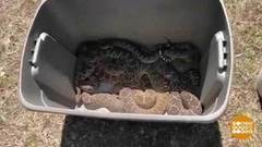 В мире. Змеи в подвале. Доброе утро. Фрагмент выпуска от 04.04.2019