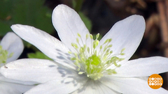 С праздником, подснежники! Доброе утро. Фрагмент выпуска от 19.04.2019