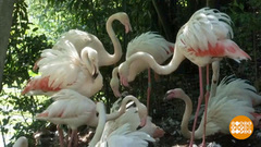 В мире. Потомство у розовых фламинго. Доброе утро. Фрагмент выпуска от 29.04.2019