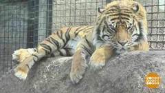 В мире. Атака суматранского тигра. Доброе утро. Фрагмент выпуска от 17.05.2019