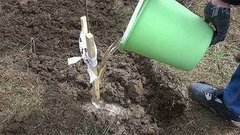 В Севастополе высажена аллея «сирени Победы»