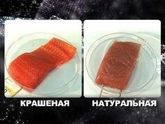 «Среда обитания. Крашеная рыба». Документальный фильм