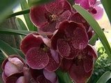 В Ботаническом саду Нью-Йорка открылась ежегодная выставка орхидей