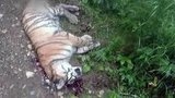 Полиция заинтересовалась громкой историей с убийством детёныша амурского тигра в Хабаровском крае
