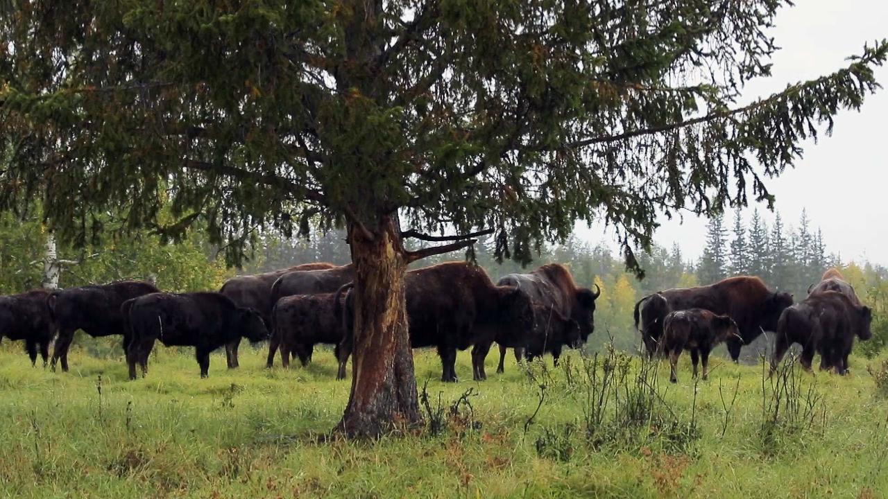 Великие реки России. Лена». Документальный фильм. Анонс. Документальные  фильмы. Первый канал