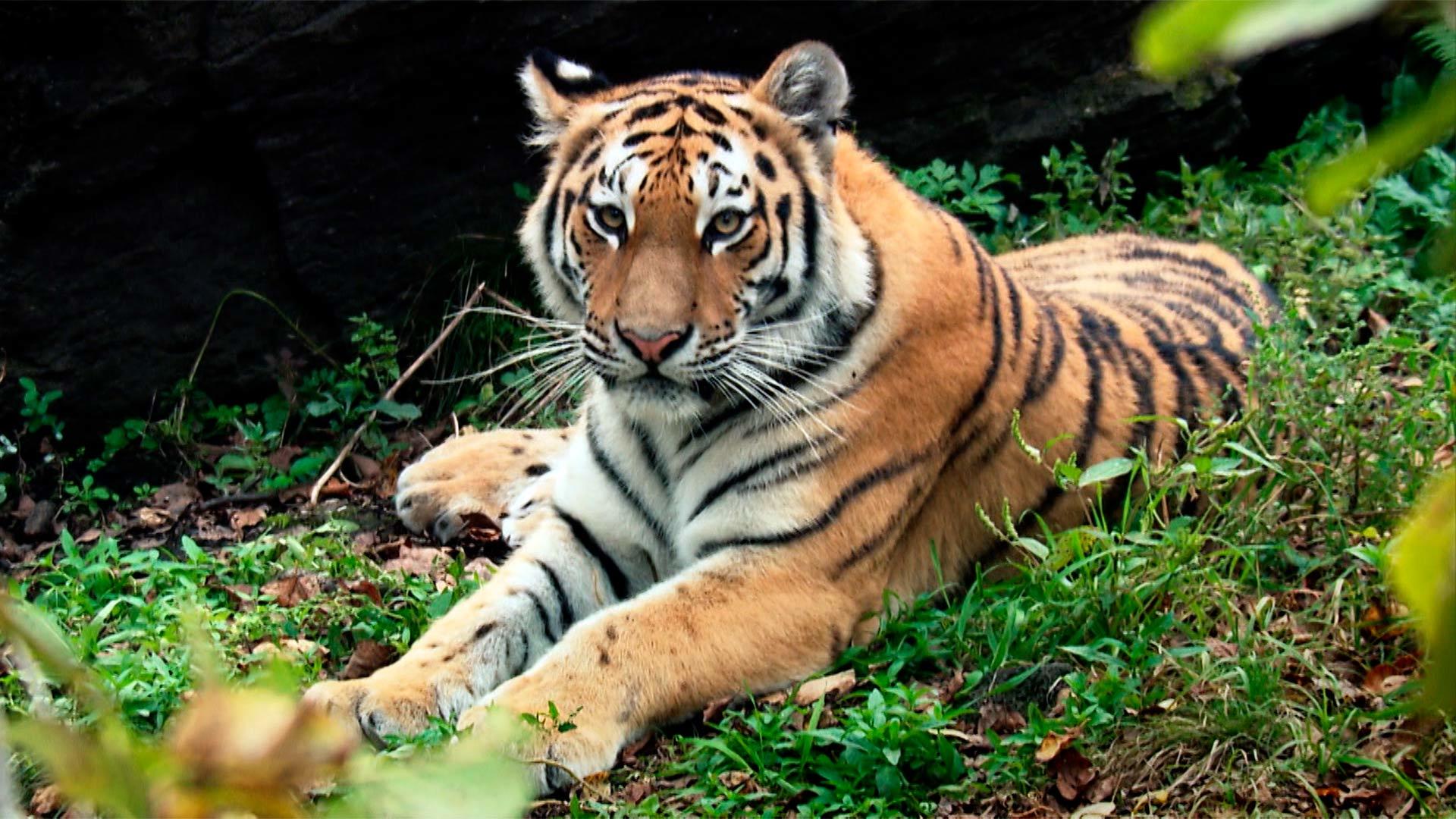 Тигр хозяин тайги