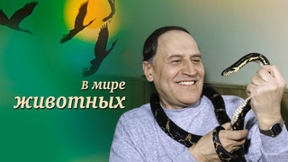 В мире животных