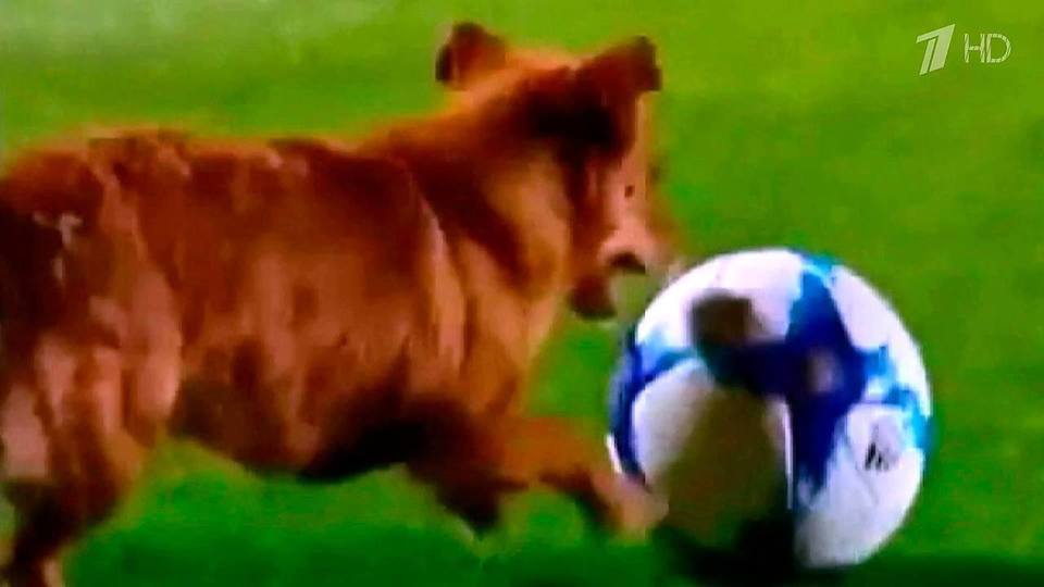 В Аргентине футбольный матч прервали из-за собаки. Хиты интернета