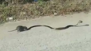 Мама-крыса спасла детеныша от змеи. Хиты интернета