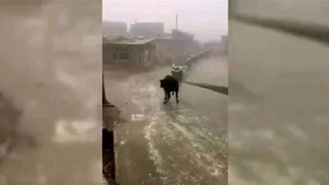 Кадры из китайской провинции Чжэцзянь наглядно демонстрируют известную поговорку про корову на льду. Хиты интернета