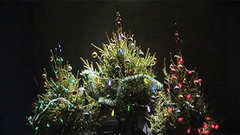 «Среда обитания. Здравствуй, елка — Новый год!» Документальный фильм