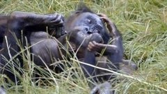 В мире. Юная шимпанзе. Доброе утро. Фрагмент выпуска от 21.09.2015