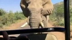 «Железный Арни» против слона: 0:1 в пользу животного! Хиты интернета