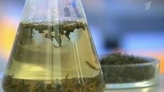 Зеленый листовой чай. Контрольная закупка. Выпуск от 18.04.2014