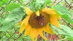 Солнечный цветок. Доброе утро. Фрагмент выпуска от 03.08.2016