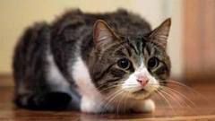 Коты — герои! Доброе утро. Фрагмент выпуска от 16.09.2016