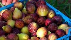 Инжир поспел! Доброе утро. Фрагмент выпуска от 22.09.2016 