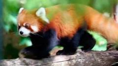 В мире. Красные панды. Доброе утро. Фрагмент выпуска от 02.11.2016