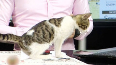 В мире. Кошка-телезвезда. Доброе утро. Фрагмент выпуска от 03.11.2016